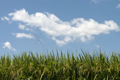 Close-up of wheat field against sky