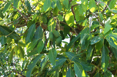 Low angle view of fruit growing on tree