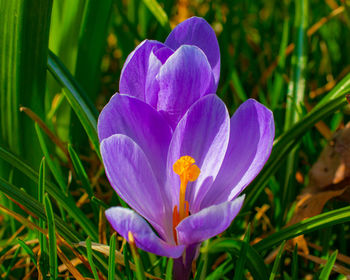 Close-up of purple crocus flower on field