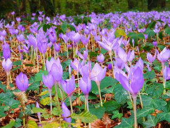 Close-up of purple crocus flowers in field