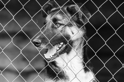 Close-up of dog looking through chainlink fence