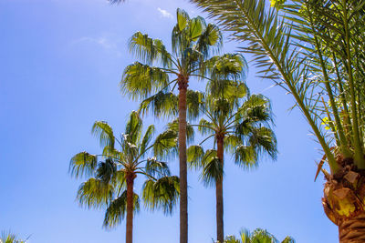 Low angle view of coconut palm tree against sky