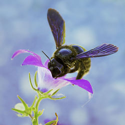 Close-up of bee pollinating on flower