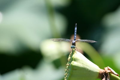 Close-up of damselfly perching on leaf