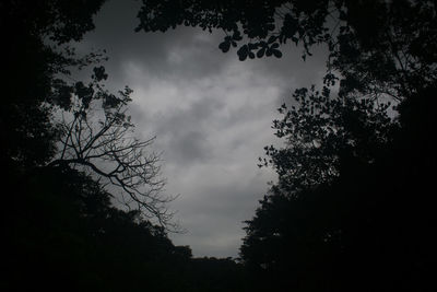 Low angle view of silhouette trees against sky