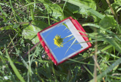 High angle view of plant on grass