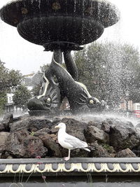 Swan perching on tree