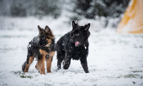 Dog on snow covered land