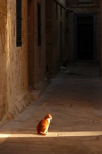 Cat living in l-imdina, malta