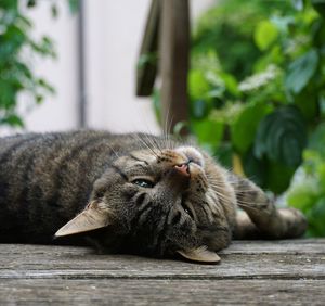 Close-up of a cat resting