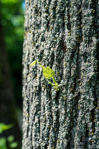 Close-up of insect on tree trunk