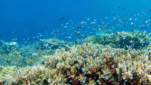 View of fishes swimming in sea