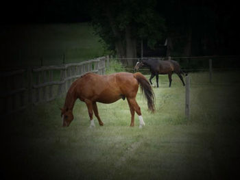 Horse standing in ranch