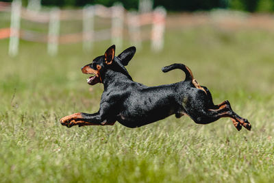 Pinscher dog flying moment of running across the field on lure coursing competition