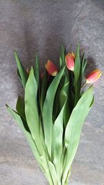 High angle view of flowering plant on table