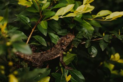Close-up of lizard on leaves