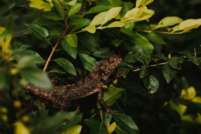 Close-up of lizard on tree