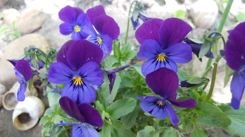 Close-up of purple flowers