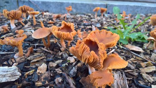 Close-up of mushrooms