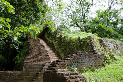 Steps amidst trees against sky