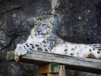 Cat relaxing in a zoo