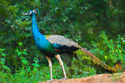 Close-up of a peacock