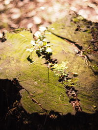 Close-up of plant growing in forest
