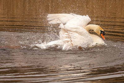 View of swan swimming in sea