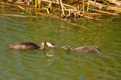 High angle view of duck swimming in water