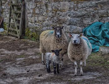 Sheep with lamb standing at farm