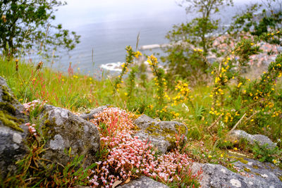 Scenic view of flowering plants by rocks