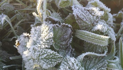 Close-up of frozen plants during winter