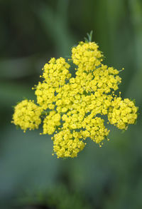 Close-up of yellow flowering plant