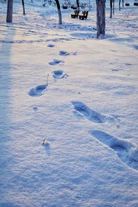 High angle view of horse on snow