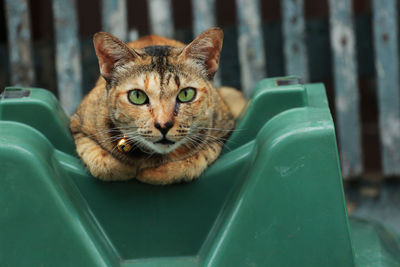 Close-up portrait of a cat