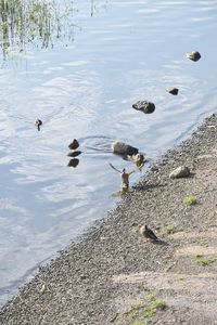 High angle view of birds in lake