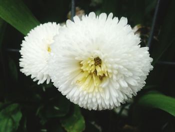 Close-up of white flowers