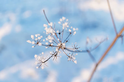 Winter blue background with dry plant covered with rime and snow, selective focus. winter flower 