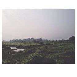 Scenic view of grassy field