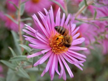 Close-up of bee pollinating on pink flower