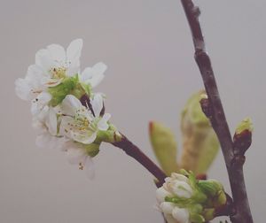 Close-up of white flowers