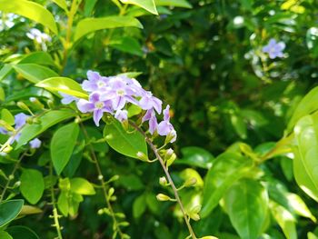 Close-up of purple flowering plant