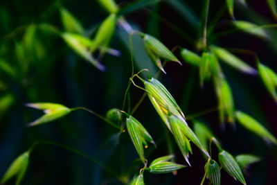 Close-up of insect on plant