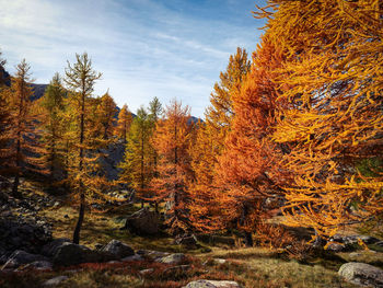 Low angle view of trees in forest against sky during autumn