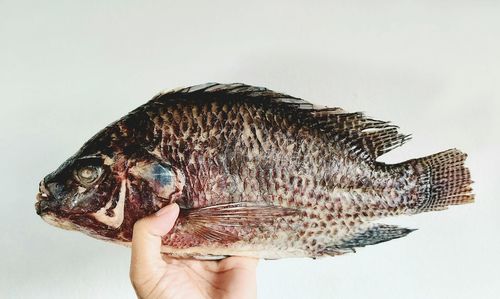 Close-up of hand holding fish against white background