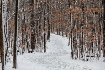 Snow covered trees in forest