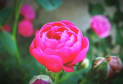 Close-up of pink rose