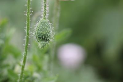 Close-up of snow on plant