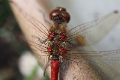 Close-up of dragonfly