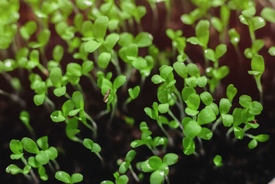 Fresh micro greens, growing, macro photography. green leafs. mixed salad